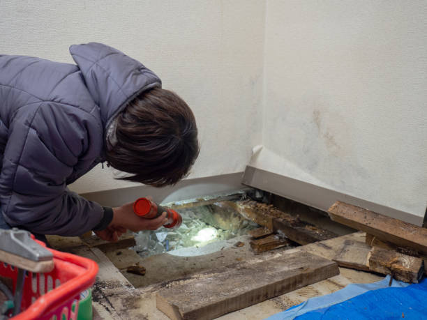 Stonegate, CO Mold Removal Company