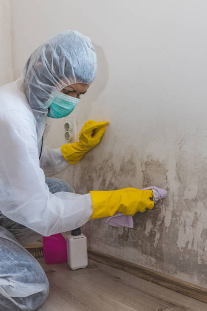 Best Mold Damage Restoration  in Stonegate, CO
